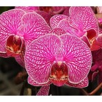 Phalaenopsis Charming Rainbow B S